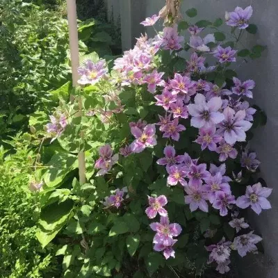 Buy house - Odeska obl.. Sale of real estate - Odeskyi region, secondary market and new building cheap, price up to 90000$, announcement no.1556728 фото 13
