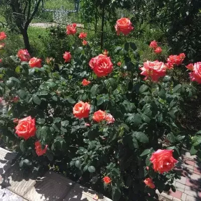 Buy house - Odeska obl.. Sale of real estate - Odeskyi region, secondary market and new building cheap, price up to 90000$, announcement no.1556728 фото 15