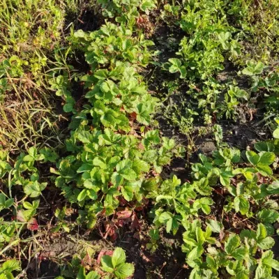 Buy land plot - Khmelnytska obl.. Sale of real estate - Khmelnytskyi, secondary market and new building cheap, price up to 6500$, announcement no.1430398 фото 3