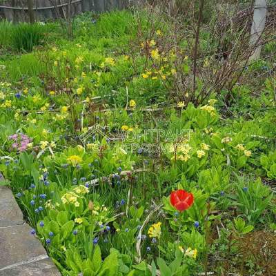 Rent land plot - Kharkiv. Rent of real estate - Shevchenkivskyi (Dzerzhynskyi), secondary market and new building cheap, price up to 2500UAH, announcement no.2040598 фото 7